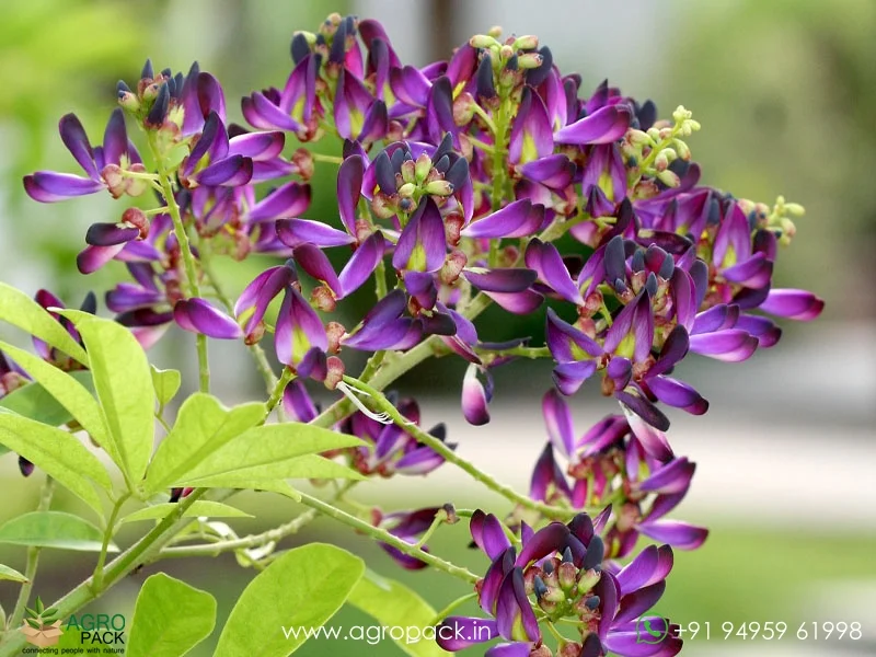 Evergreen-Wisteria-Millettia-reticulata6
