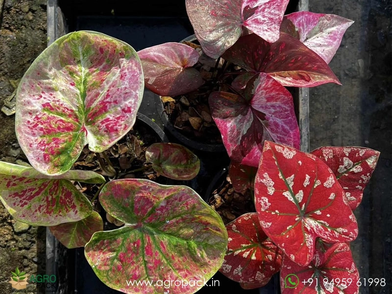 Exotic-Caladium-Hybrids1