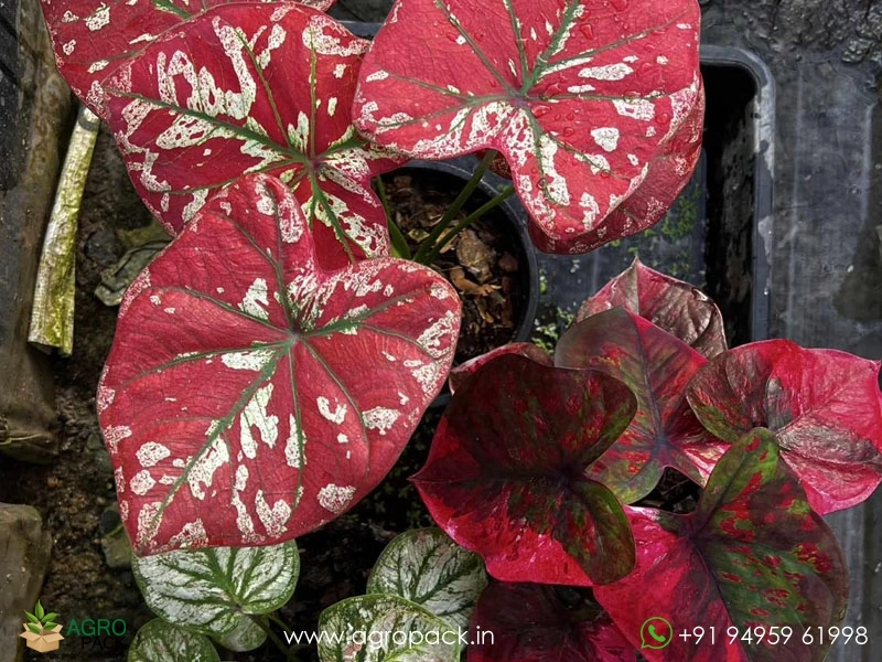 Exotic-Caladium-Hybrids12