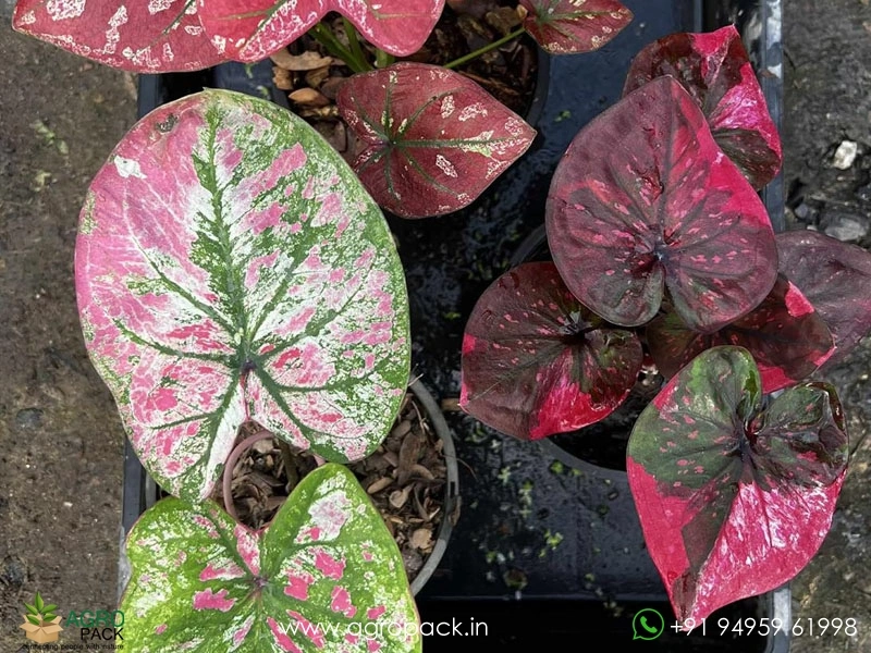 Exotic-Caladium-Hybrids2