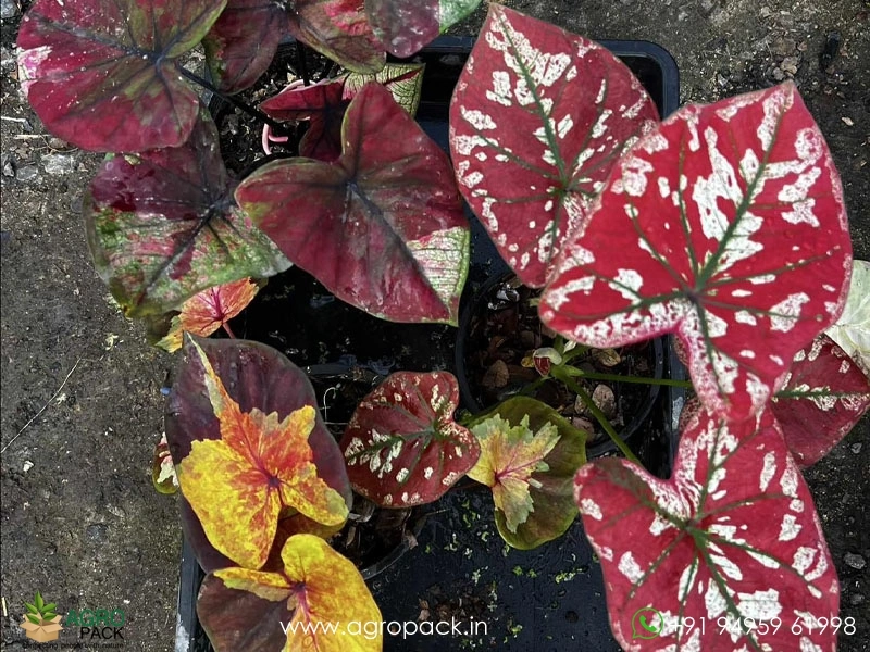Exotic-Caladium-Hybrids3