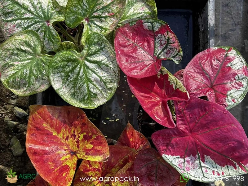 Exotic-Caladium-Hybrids4