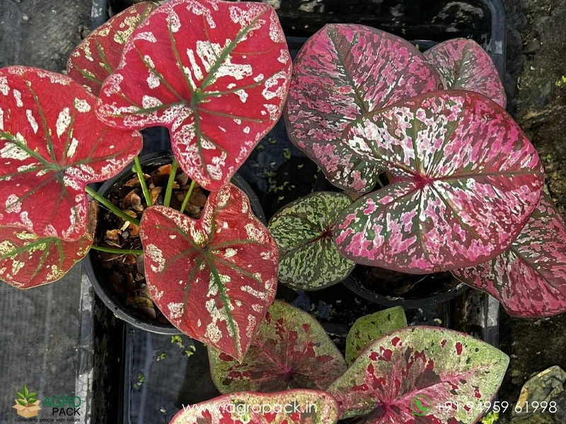 Exotic-Caladium-Hybrids6
