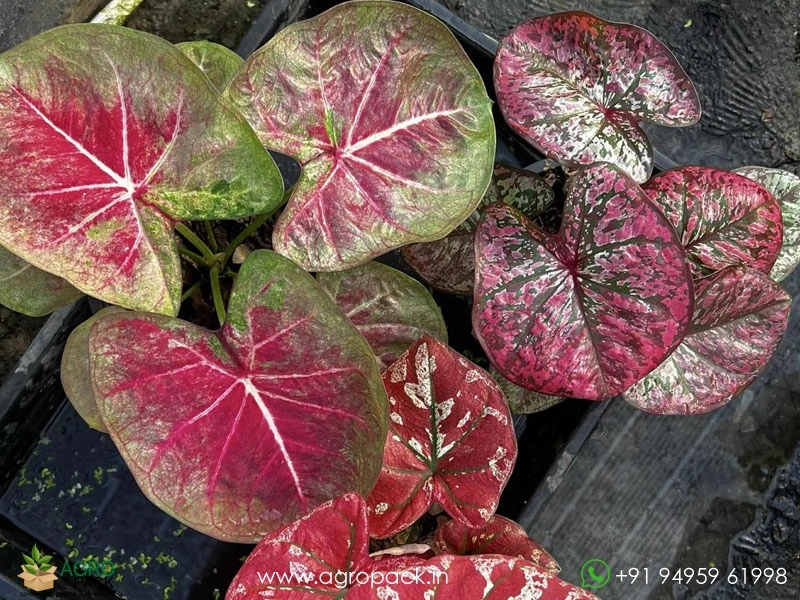 Exotic-Caladium-Hybrids7
