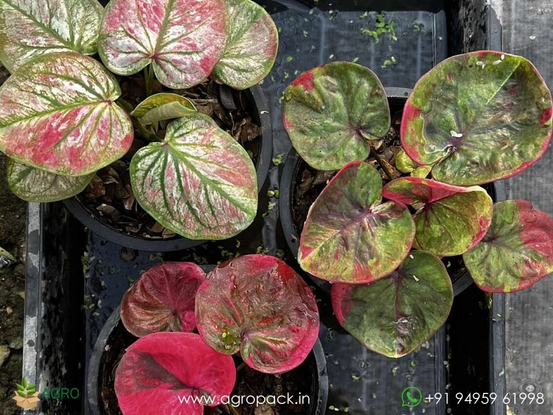 Exotic-Caladium-Hybrids8