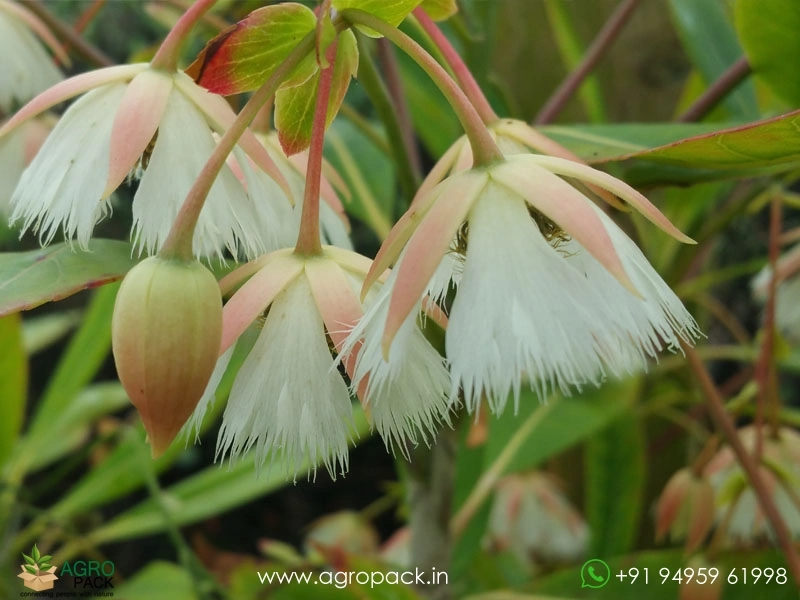 Fairy-Petticoat1