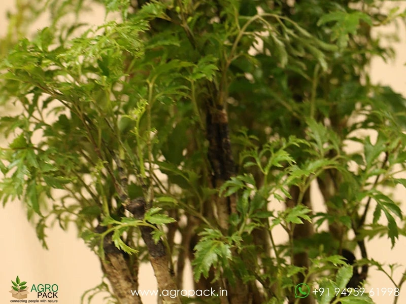 Feather-Aralia1