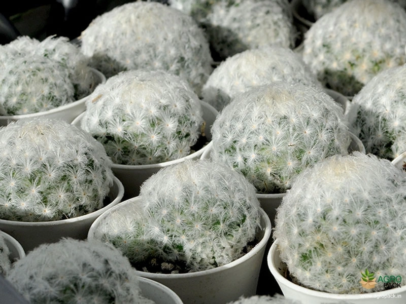 Feather-Cactus1