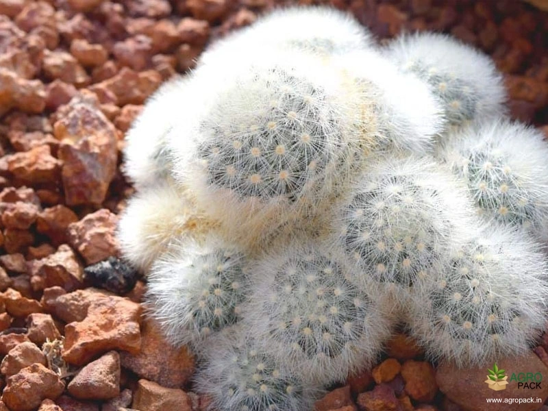 Feather-Cactus2