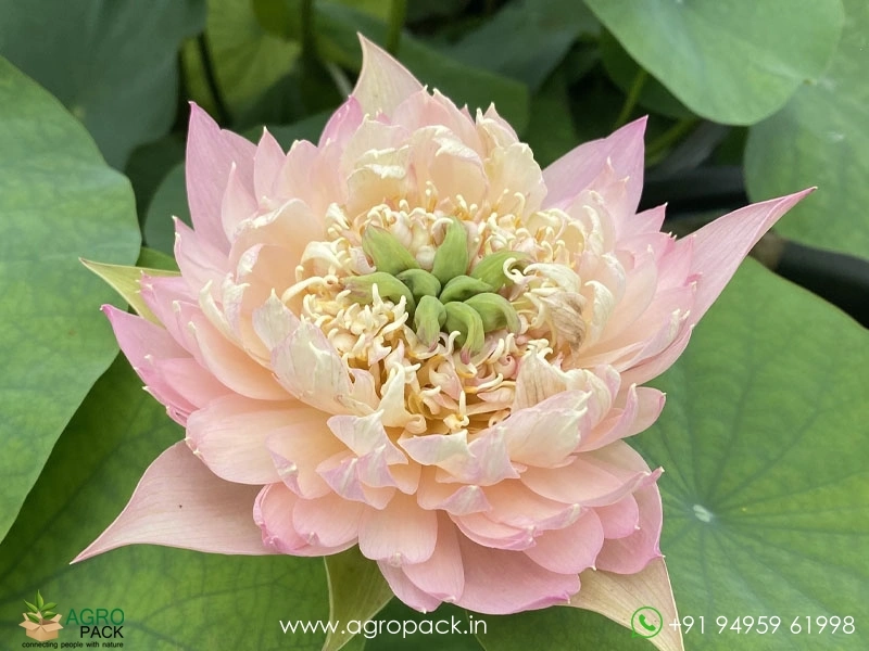 Feather-Skert-Bowl-Lotus4