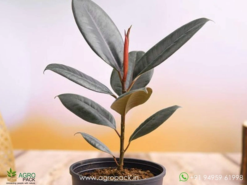 Ficus-Burgundy1