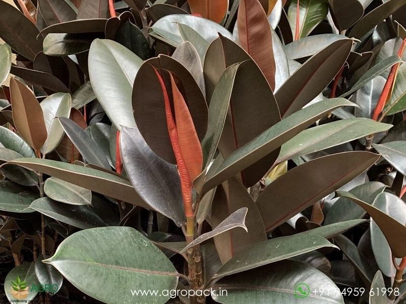 Ficus-Burgundy2
