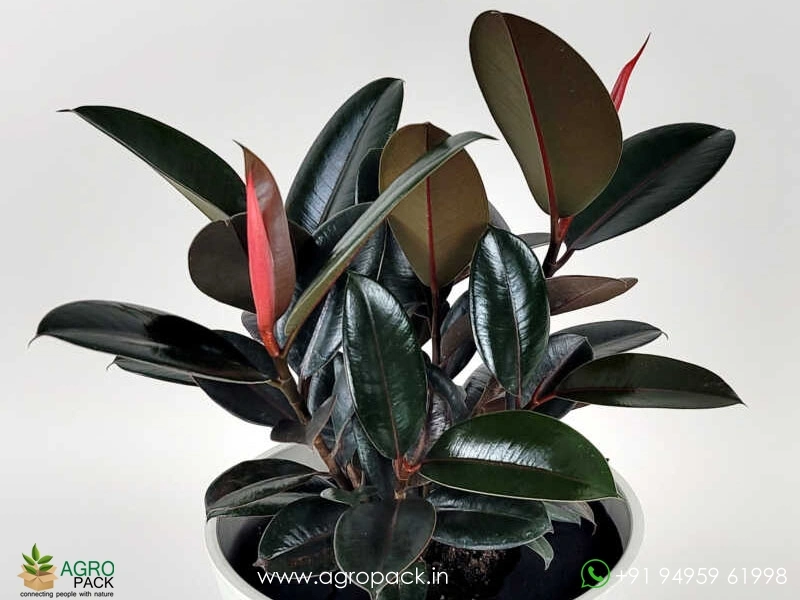 Ficus-Burgundy3
