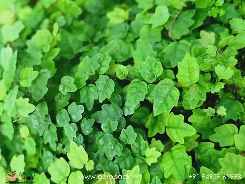 Ficus-Pumila-Quercifolia1