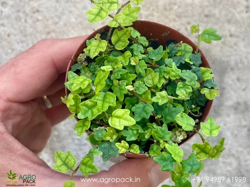 Ficus-Pumila-Quercifolia2