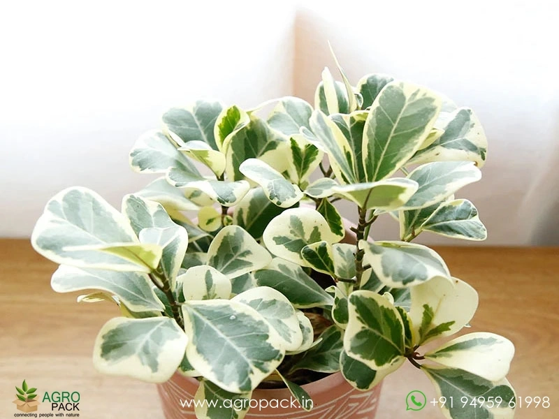Ficus-Triangularis-Aurea2