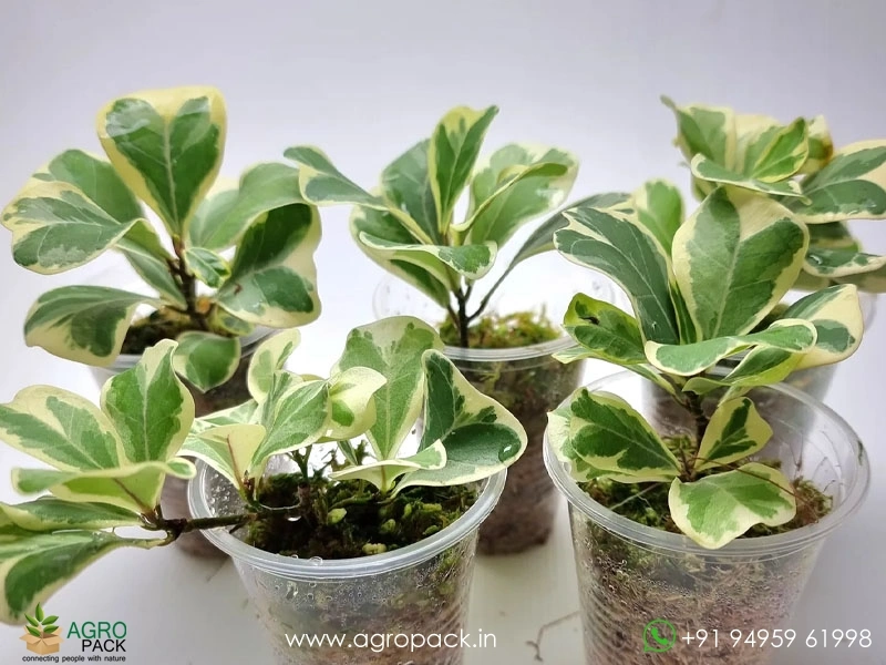 Ficus-Triangularis-Aurea3