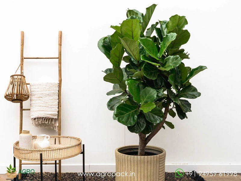 Fiddle-Leaf-Fig1