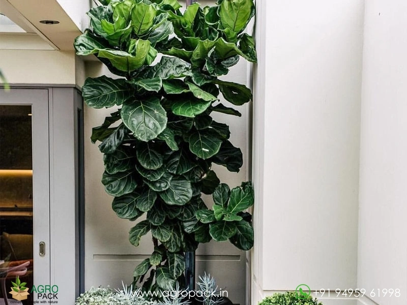 Fiddle-Leaf-Fig2