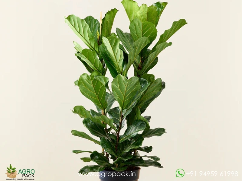 Fiddle-Leaf-Fig3