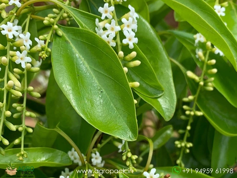 Fiddlewood1