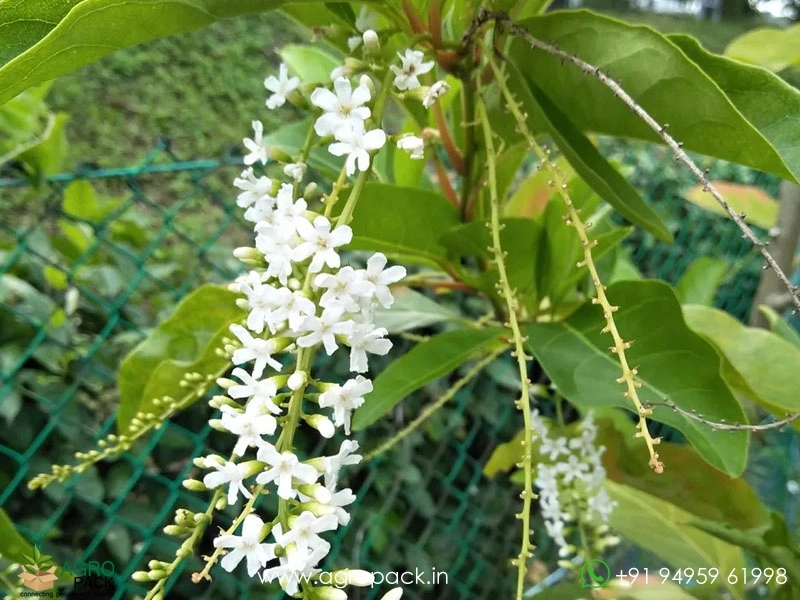 Fiddlewood3