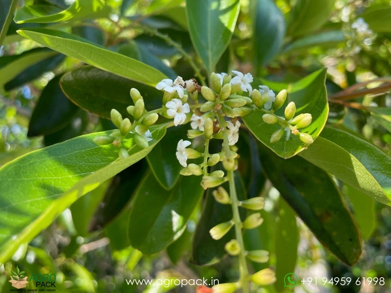 Fiddlewood4