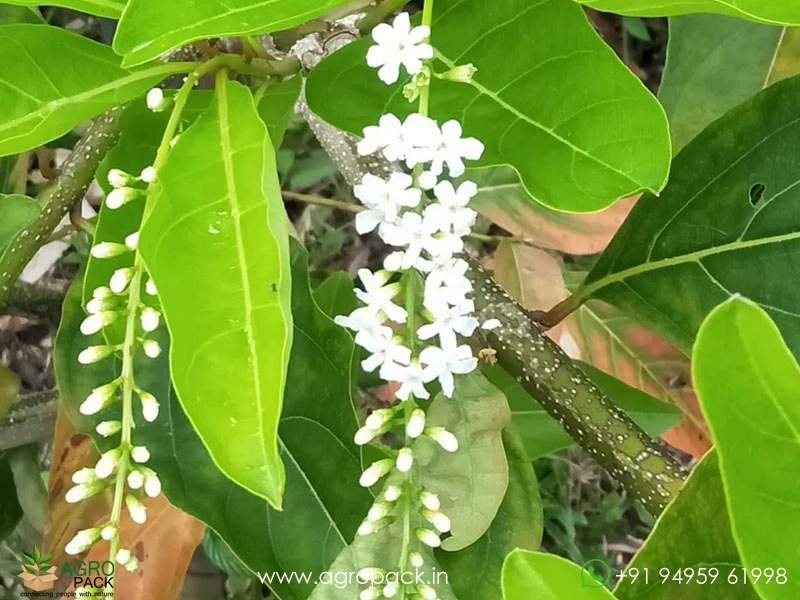 Fiddlewood5