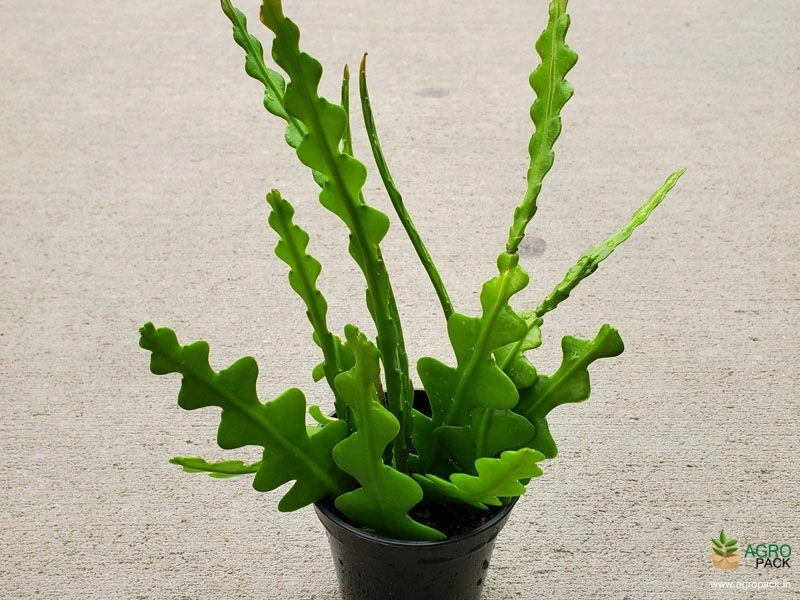 Fishbone-Cactus3