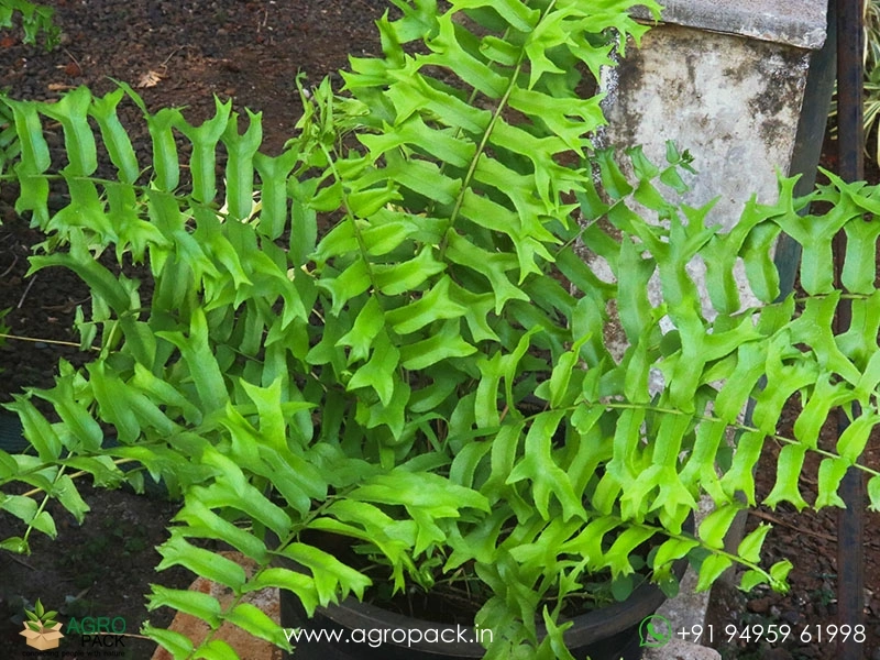 Fishtail-Sword-Fern1