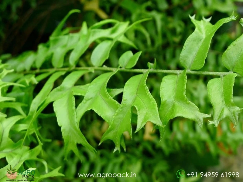 Fishtail-Sword-Fern2