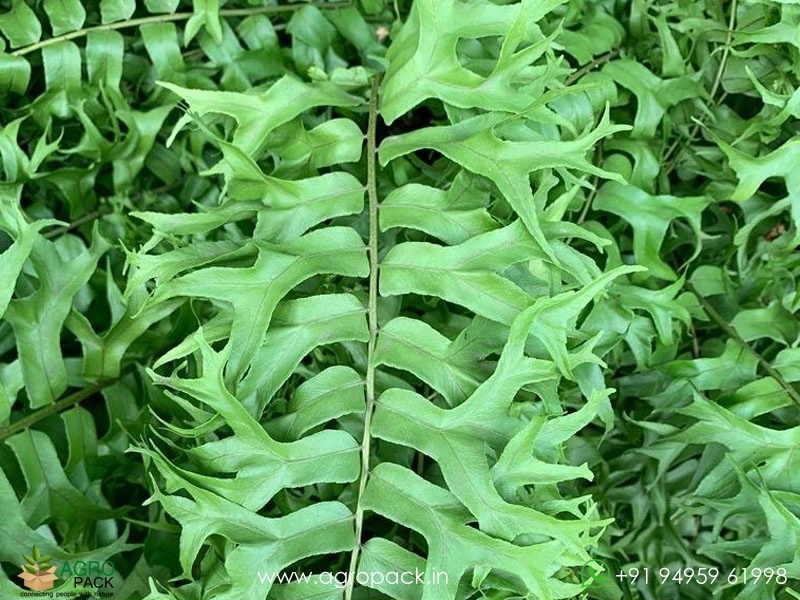 Fishtail-Sword-Fern3