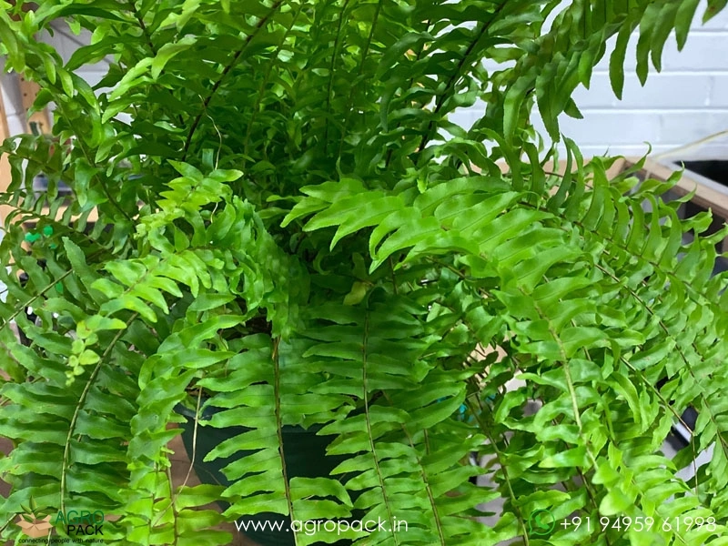Fishtail-Sword-Fern4