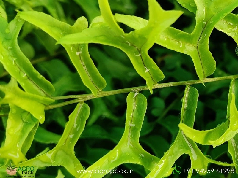 Fishtail-Sword-Fern5