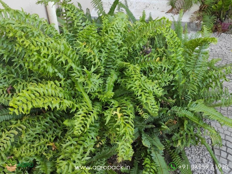 Fishtail-Sword-Fern6
