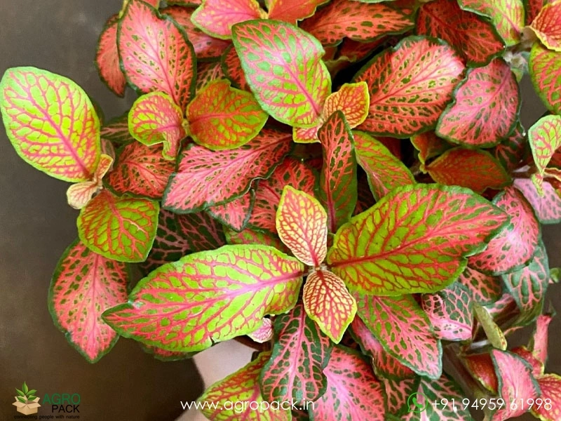 Fittonia-Albivenis-Ruby-Lime3
