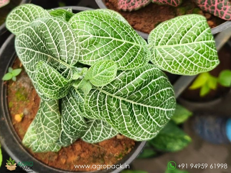 Fittonia-Combo5