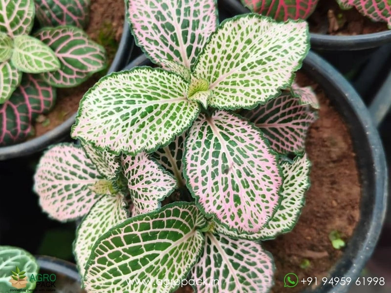 Fittonia-Combo6