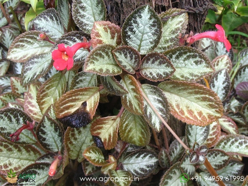 Flame-Violet-Episcia1