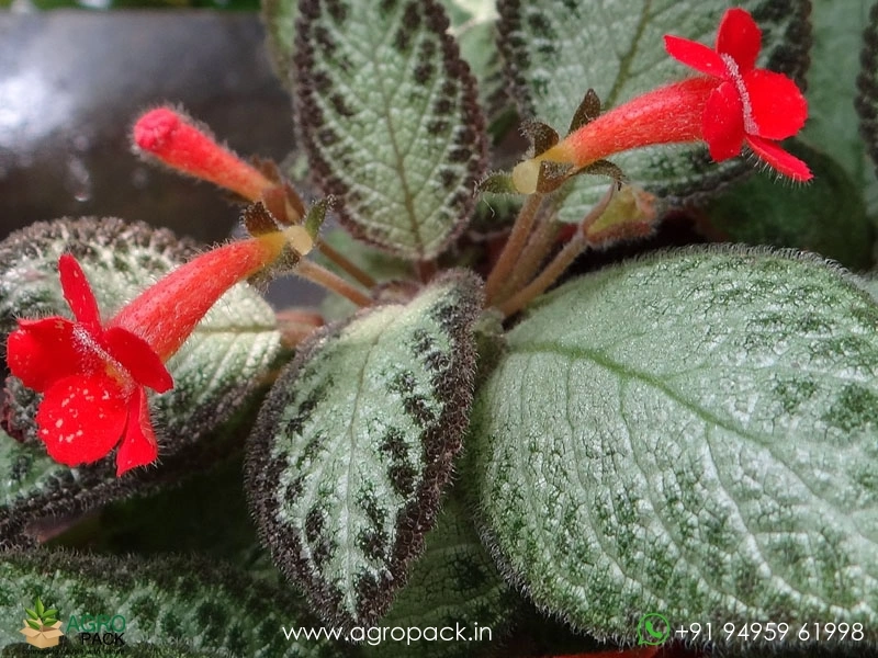 Flame-Violet-Episcia2