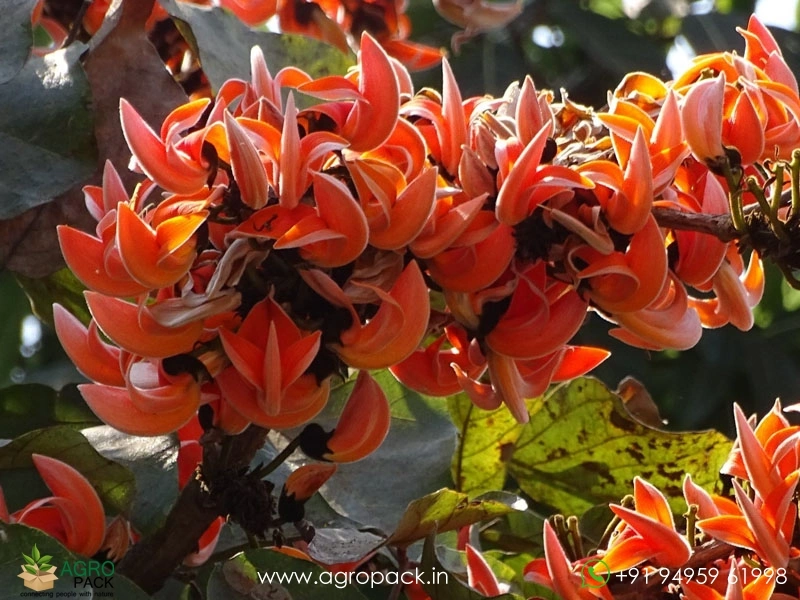 Flame-of-the-Forest-Palash-Butea-monosperma2