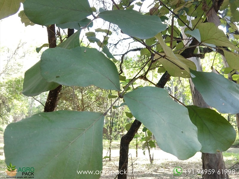 Flame-of-the-Forest-Palash-Butea-monosperma3
