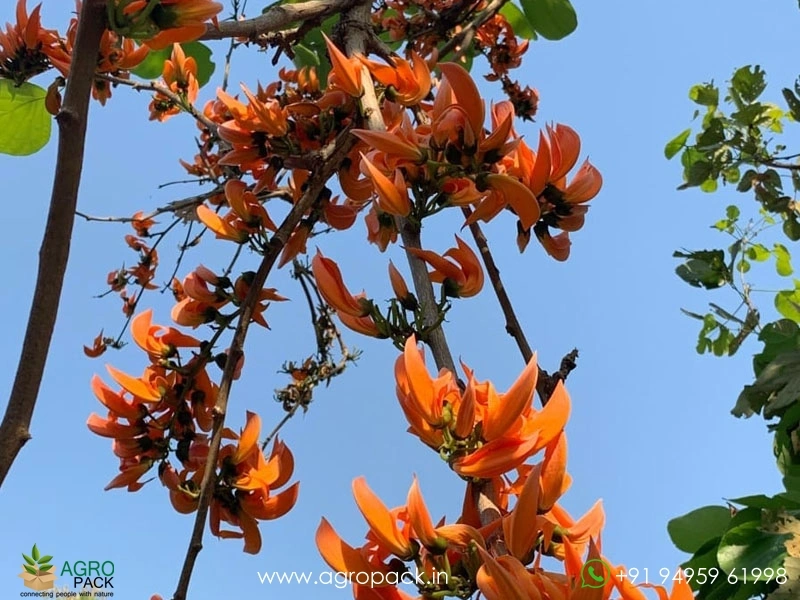 Flame-of-the-Forest-Palash-Butea-monosperma5