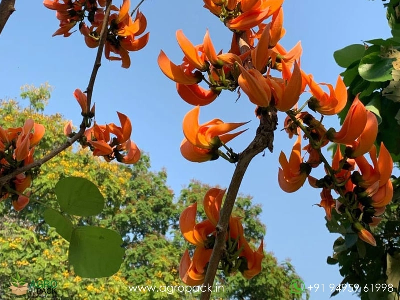 Flame-of-the-Forest-Palash-Butea-monosperma6