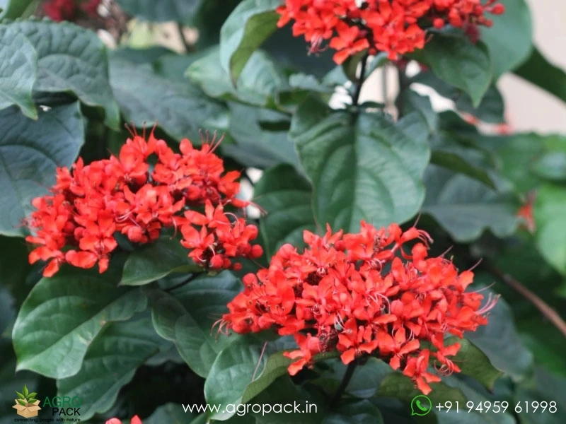 Flaming-Glorybower1
