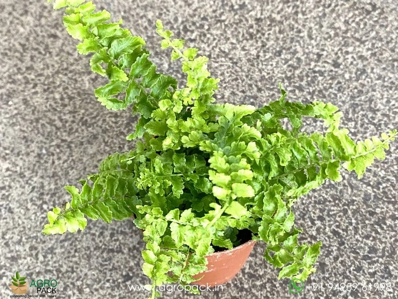 Fluffy-Ruffles-Fern1