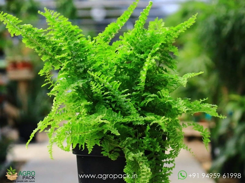 Fluffy-Ruffles-Fern3