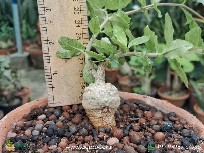 Fockea-edulis2