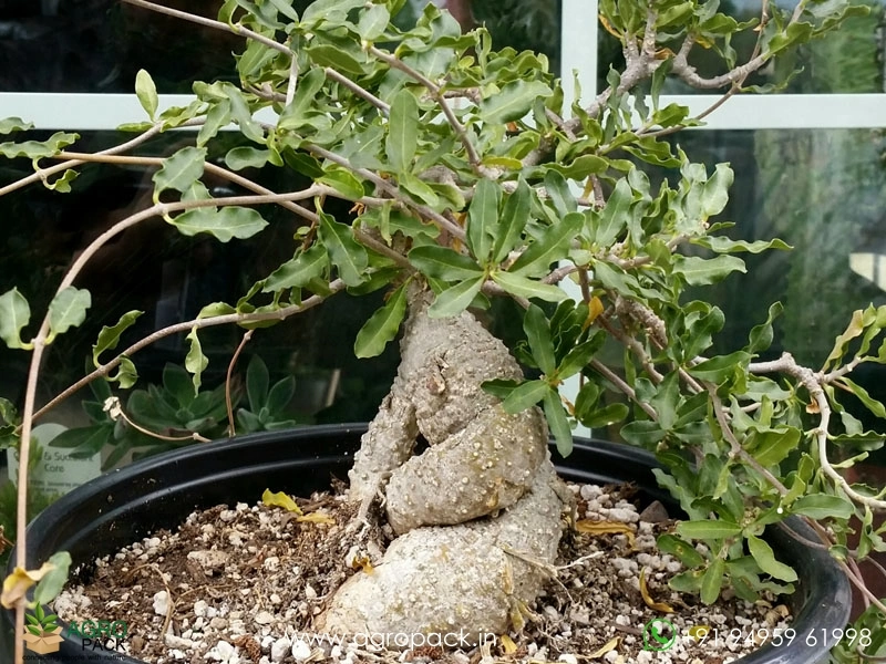 Fockea-edulis4