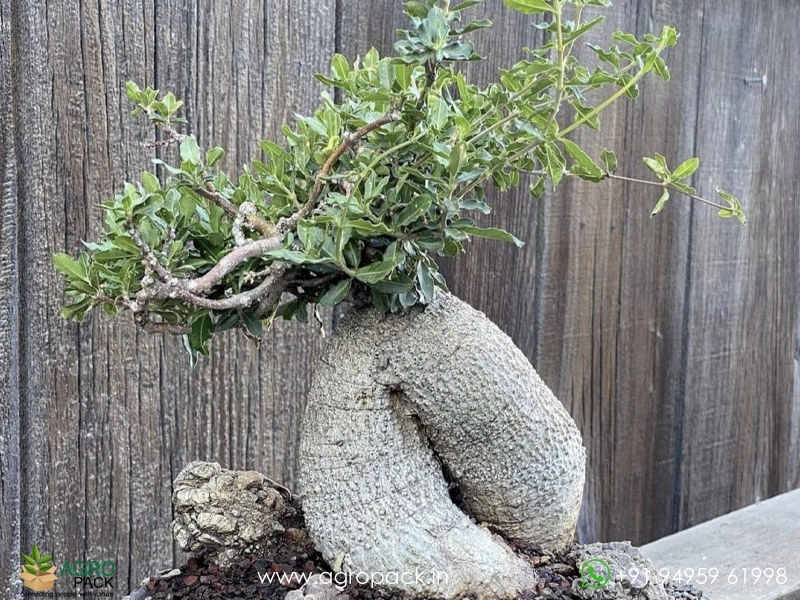 Fockea-edulis5